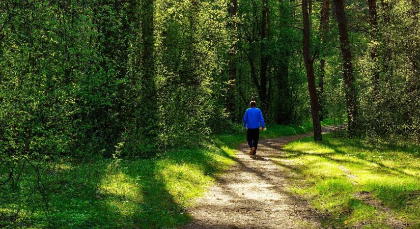 Megdöbbentő adatok, így tűnhetnek el az erdők a szemünk elől