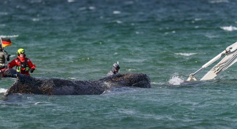 Búcsúzik a balti bálna