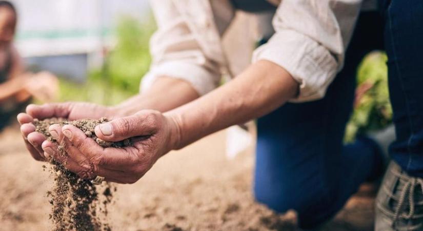 Tragikus a helyzet az aszály miatt Tolnában is, hiába várták a gazdák az esőt