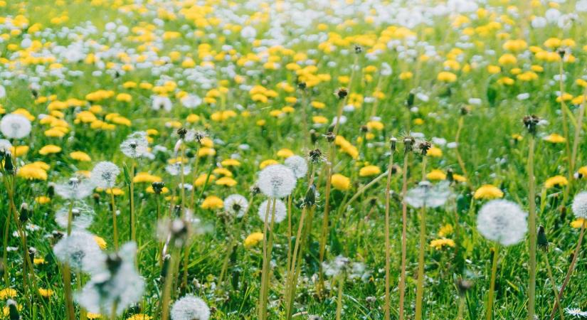 Soha nem gondolta volna: ezt árulja el a pitypang a kertjéről