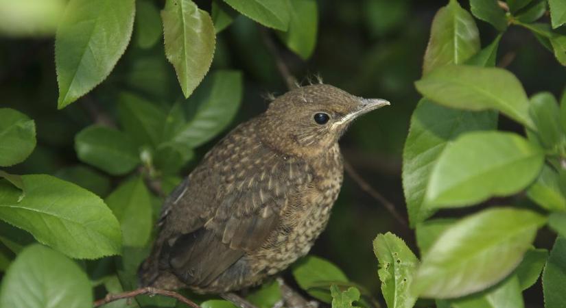 Ne vigyük haza a madárfiókákat!