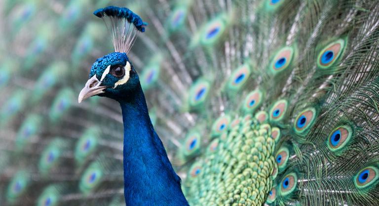 Ezért nem éri meg meg blöffölni, csalni, parvenünek lenni a magyar kutatók szerint