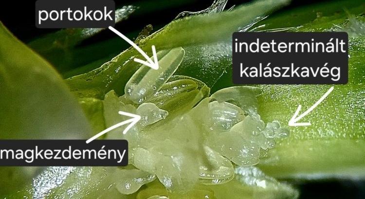 Fenológia Figyelő Napok – 2026.04.17. Mosonmagyaróvár