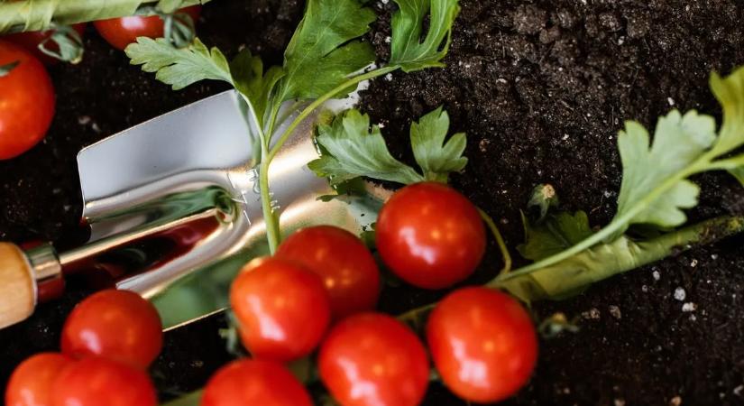 Paradicsomot ültetne? – Mutatjuk mikor és hogyan tegye, hogy szép termést kapjon