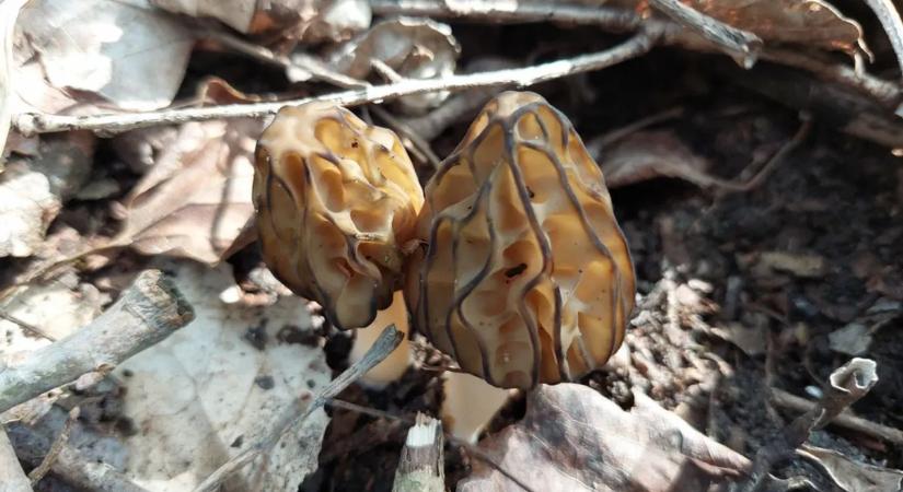 Beindult a kucsmagombaszezon: itt keresse a finomságot!