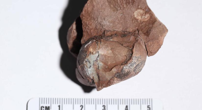 Találtak egy nagyon-nagyon kicsi dinoszaurusztojást