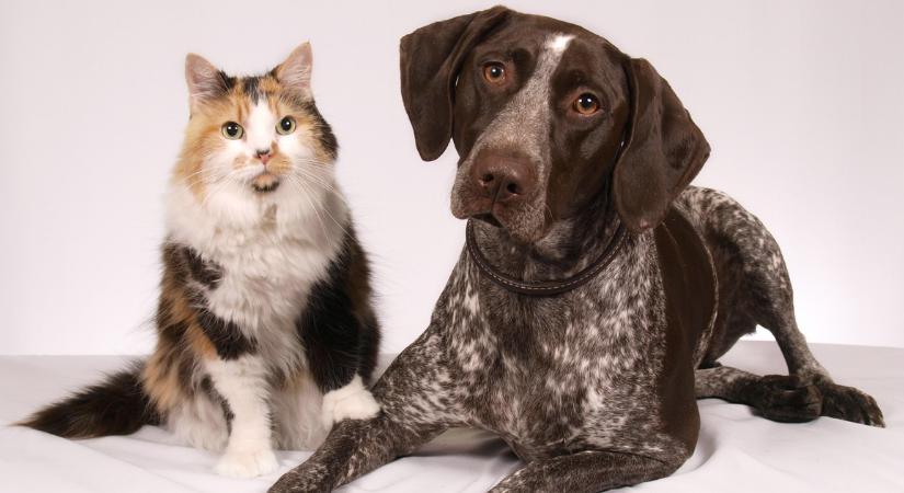 Háziállatok az okosotthonban – 6 módszer, amiből a macskák és a kutyák is profitálhatnak