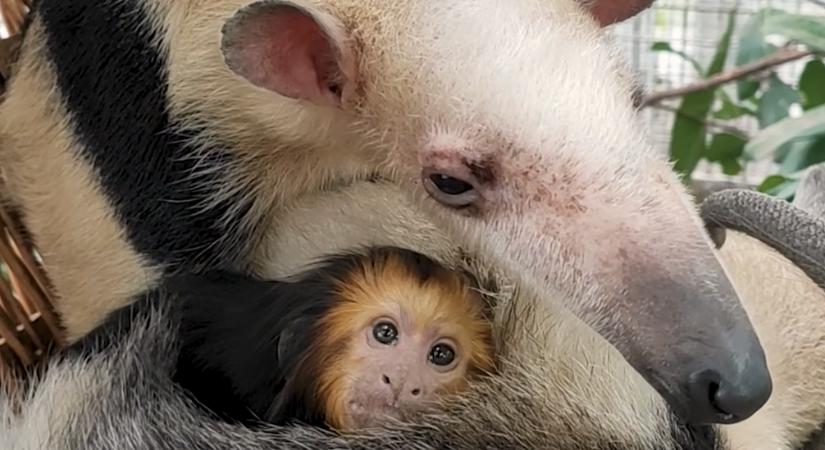 Az egyik hangyásznál talált megnyugvást a Fővárosi Állatkertben az aranyfejű oroszlánmajmocska