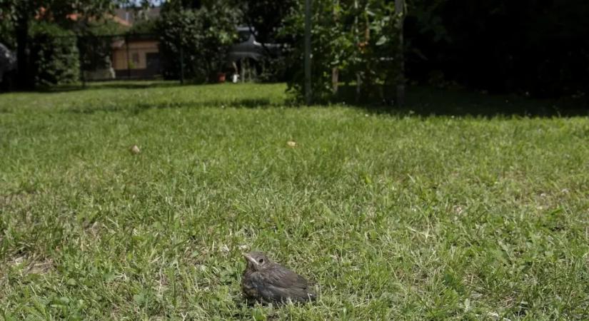 Nem kell megmenteni a talált fiókák többségét – figyelmeztet a Madártani Egyesület