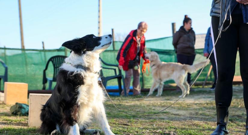 Kutyás strandról ennyit talán még sosem vitáztak - zátonyra futott tervek után újabb esély Siófokon