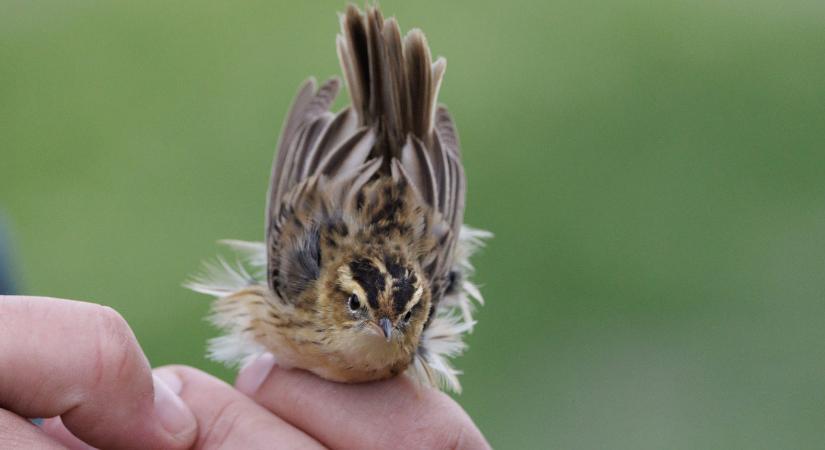 14 év után újra előkerült a csíkosfejű nádiposzáta a Hortobágyon