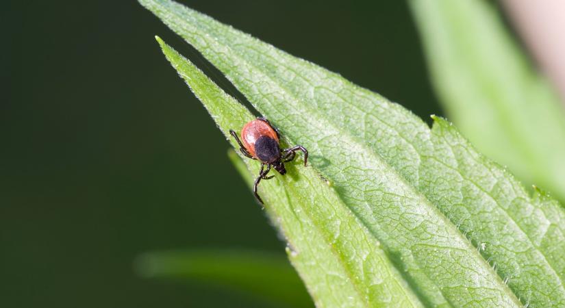 Kullancsriasztó növények: Így védd a kerted vegyszerek nélkül tavasszal!