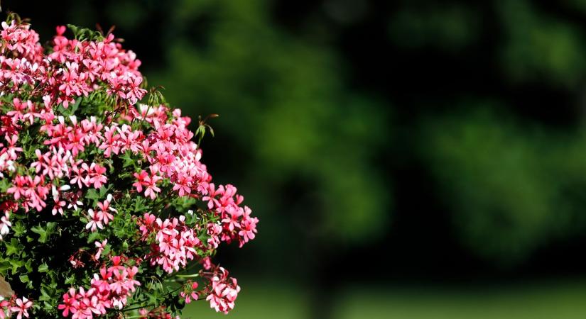 Filléres konyhai trükkök, amitől robban a muskátli: hagyma, sör és banánhéj a titok