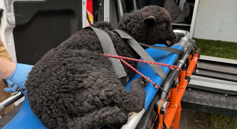 Elütöttek egy elszabadult fekete bárányt Budapesten, az állatnak két lába eltört