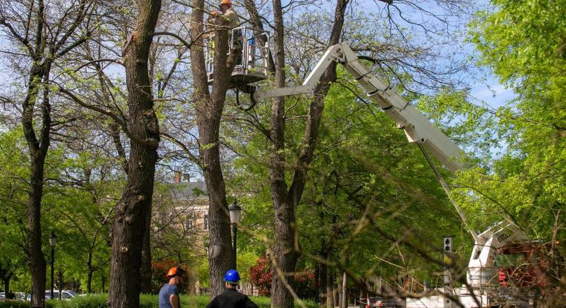 Megkezdődött a közel 100 éves fák kivágása a Rákóczi úton – fotók, videó