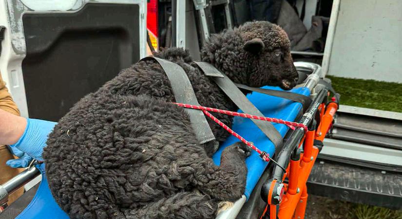 Új hírek érkeztek: így van most Borika, az elgázolt fekete bárány