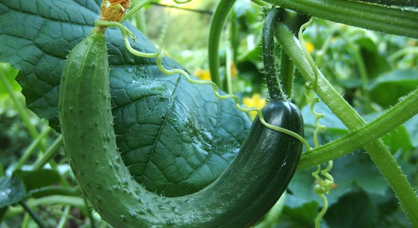 Hirtelen áresés az üvegházi ukrán uborka piacán