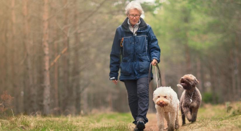 Erdei kutyasétáltatás: Hogyan óvjuk a természetet és kedvencünket?