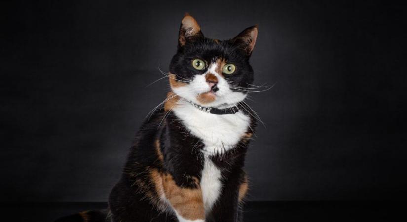 A macska anatómiája: ezeket minden gazdinak ismernie kell!