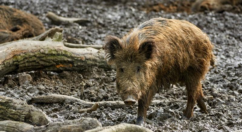 Az erdőkön és vadászterületeken kívül megjelenő vaddisznót jelenteni kell