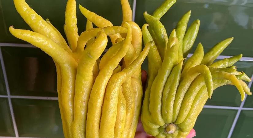 Egyre több magyar termeszti ezt a nagyon fura gyümölcsöt