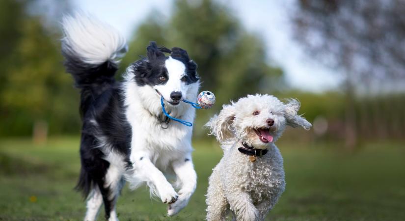 Szüksége van a kutyának kutyabarátságra?