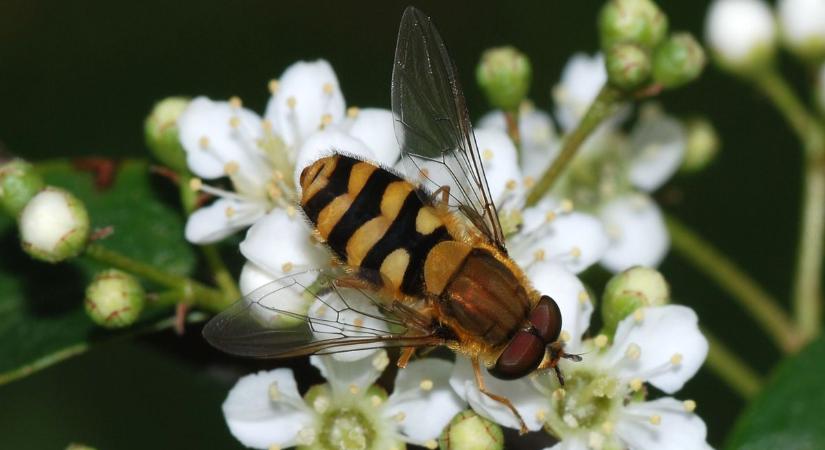 Sárga-fekete zümmögők, kezdjünk pánikolni?! - Nem minden darázs, ami annak látszik