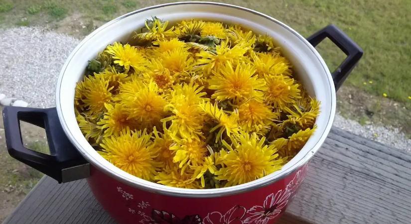 Eltünteti rólad a zsírt, méregteleníti a májat, ez a növény a tavasz legnagyobb kincse