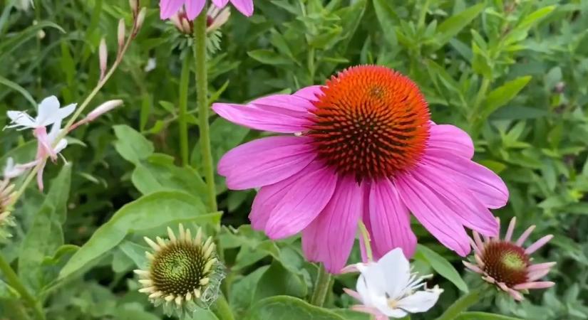 Ez az 5 virág nagyon jól tűri a hőséget