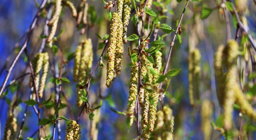 Kelet-Magyarországon erősödik a pollenterhelés