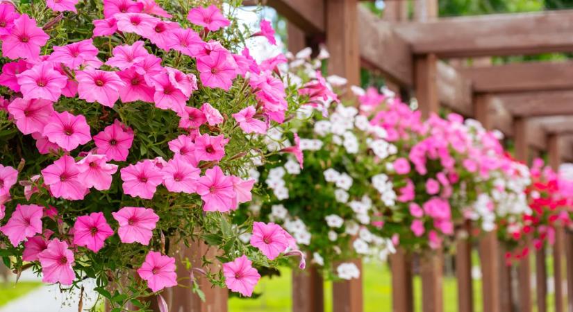 Kinek kell a muskátli, ha ilyen gyönyörű a petúnia? Ezzel a filléres trükkel nyáron garantált a virágözön