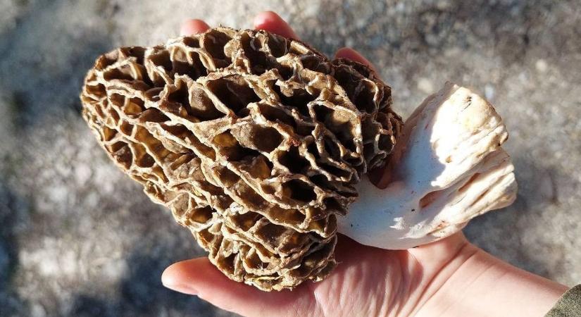 Még járni kell az esőtáncot, de már előbújtak az erdei óriások (galéria)