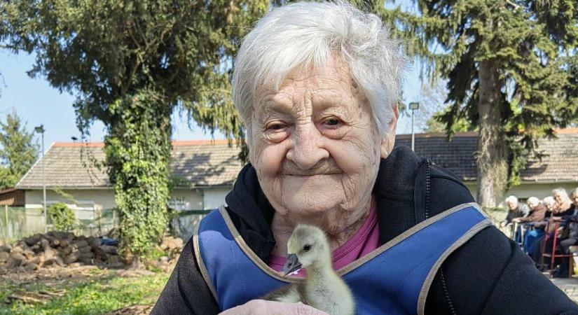Simogatós élményt vitt a csokonyavisontai idősek otthonába a darányi Péter Parasztudvar