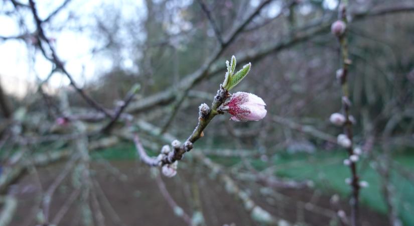 Hatalmasat bukhat, aki nem teszi meg ezt a bejelentést itthon