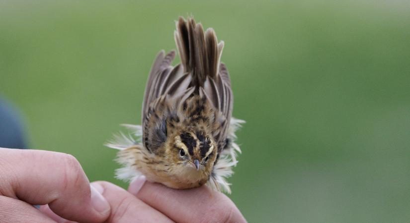 Újra megjelent a Hortobágyon a Magyarországról évtizede eltűnt csíkosfejű nádiposzáta