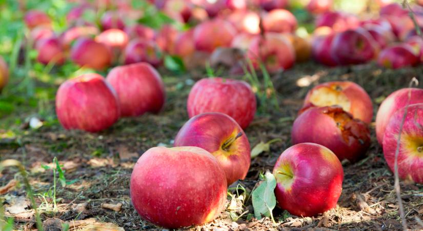 Újabb sorscsapás a magyar mezőgazdaságnak: kegyetlen éve lehet idén a termelőknek, ez már az igazi gyümölcskatasztrófa