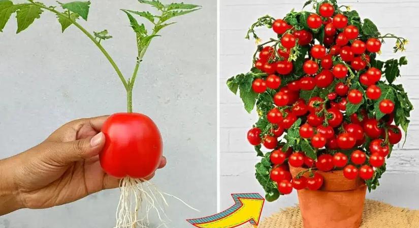 Aranyat ér a gyökere: a titkos trükk, amivel a saját kertedben is nagyüzemben termesztheted a paradicsomot