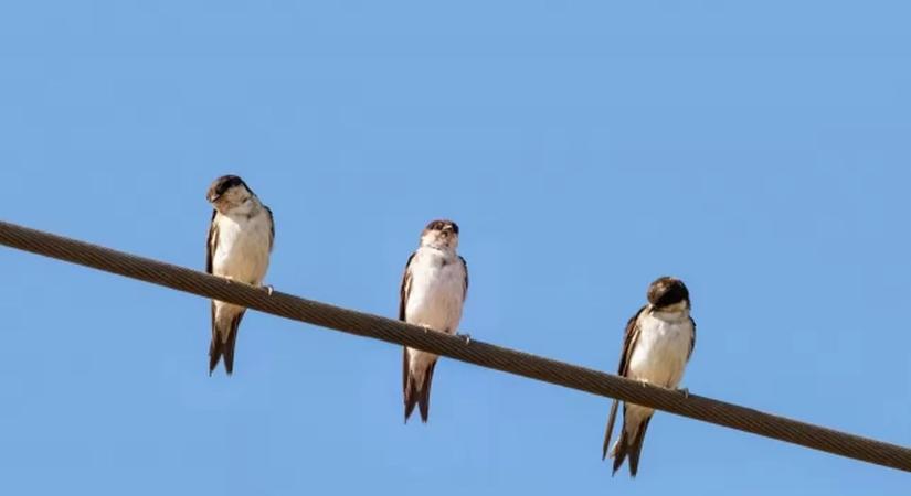 Sárgyűjtőhelyek létrehozásával is segítheti a lakosság a fecskék fészekrakását