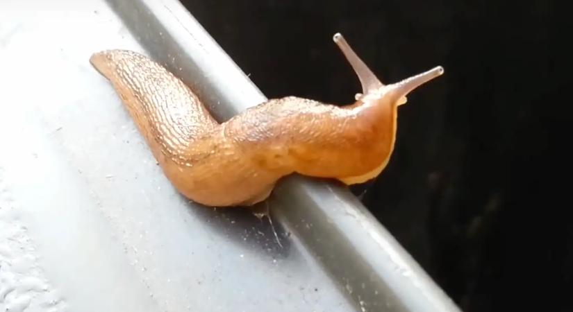 Ettől a 0 forintos trükk, amitől sírva menekülnek a csigák