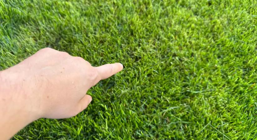Vége a barna foltoknak: A 3 napos locsolási szabály, amitől a te kerted lesz a környék legzöldebbje
