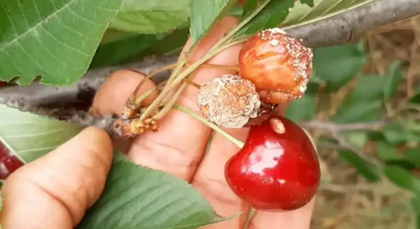 Ez az a rovar, ami április végén titokban tönkreteszi az egész éves cseresznye termésedet