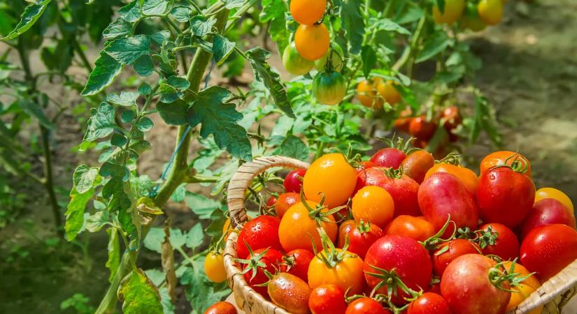Így hozhat idén dupla termést a paradicsom