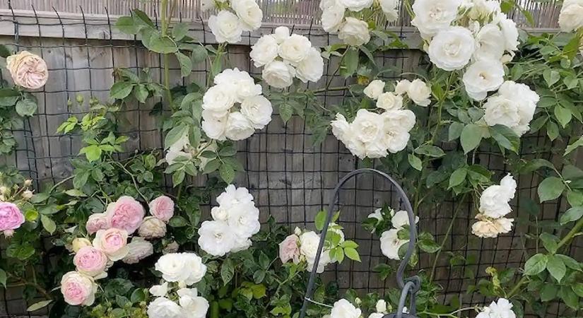 A virágboltok titkolják: egy egyszerű tavaszi trükk, amivel profi rózsakertet varázsolhatsz a kertedben