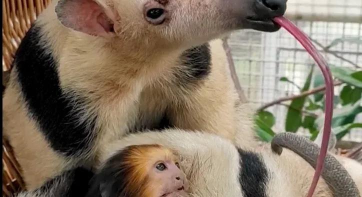 Alig bírt moccanni az oroszlánmajmocska a hangyász ölelésétől a budapesti állatkertben