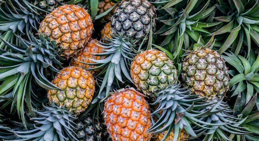 Luxuscikk lett ez a trópusi gyümölcs, de nem a terméskiesés miatt