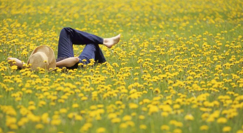 Aranyat érnek áprilisban ezek a sárga virágok, így használd fel őket!