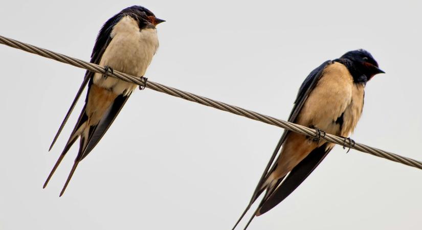 Megváltozott a madarak tavaszi menetrendje? Egyes fajok késésben vannak