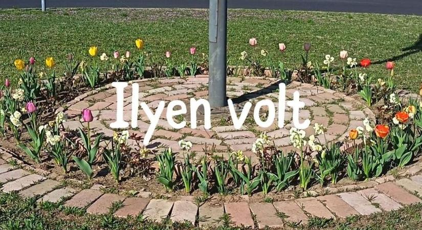 Ismeretlen virággyilkost keresnek a Balaton menti településen: Valaki módszeresen lefejezte a falu tulipánjait