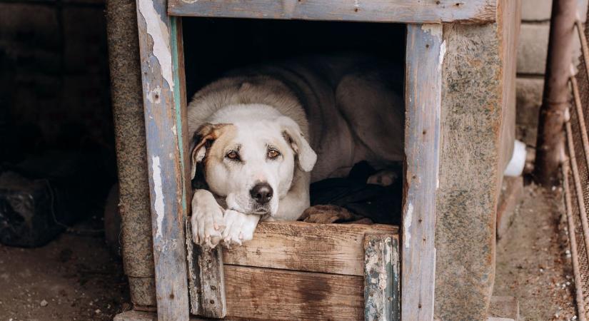 Tíz kutya szenvedett a férfi miatt, több közülük elpusztult