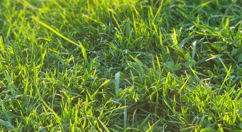 Gyep trágyázás: mikor és hogyan érdemes, hogy szép maradjon?